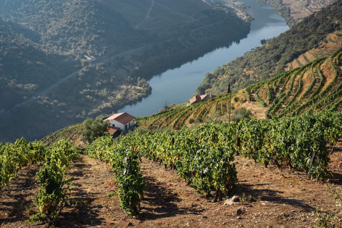 16 - port wine from the douro valley