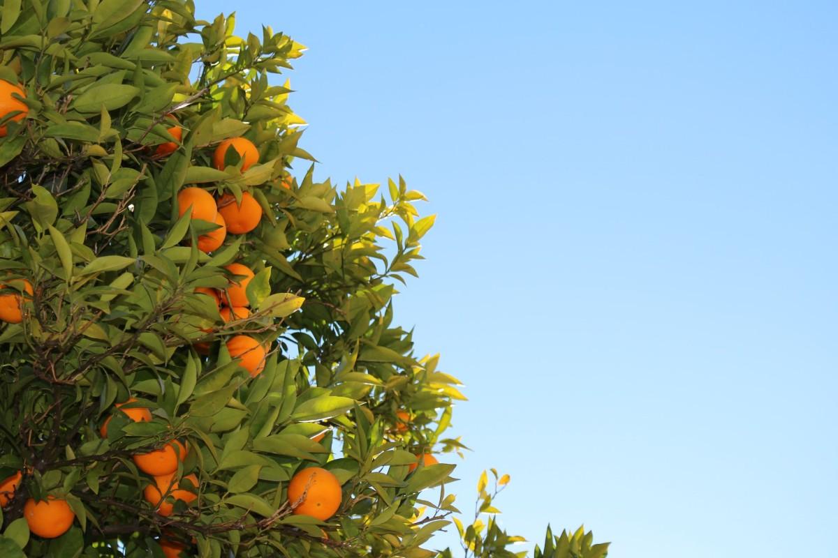 26 - seville oranges