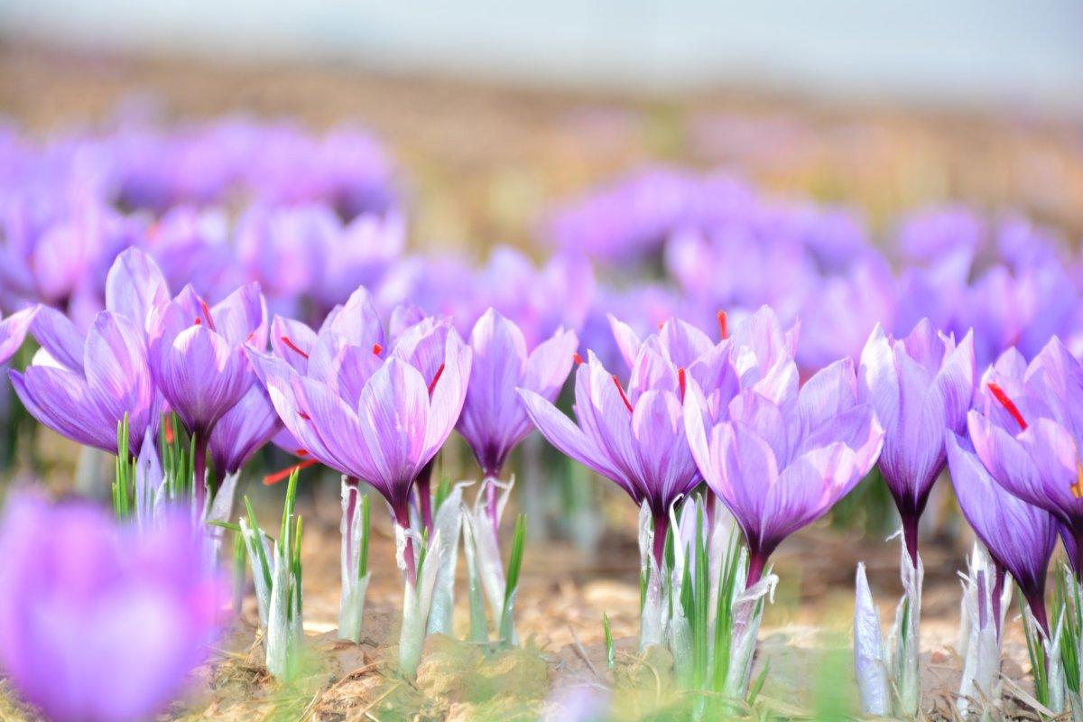 8 - spanish food facts about saffron