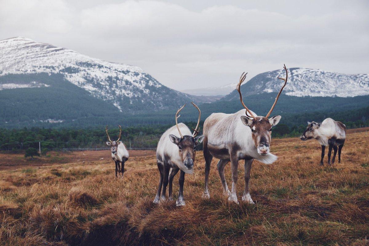 cairngorn national park