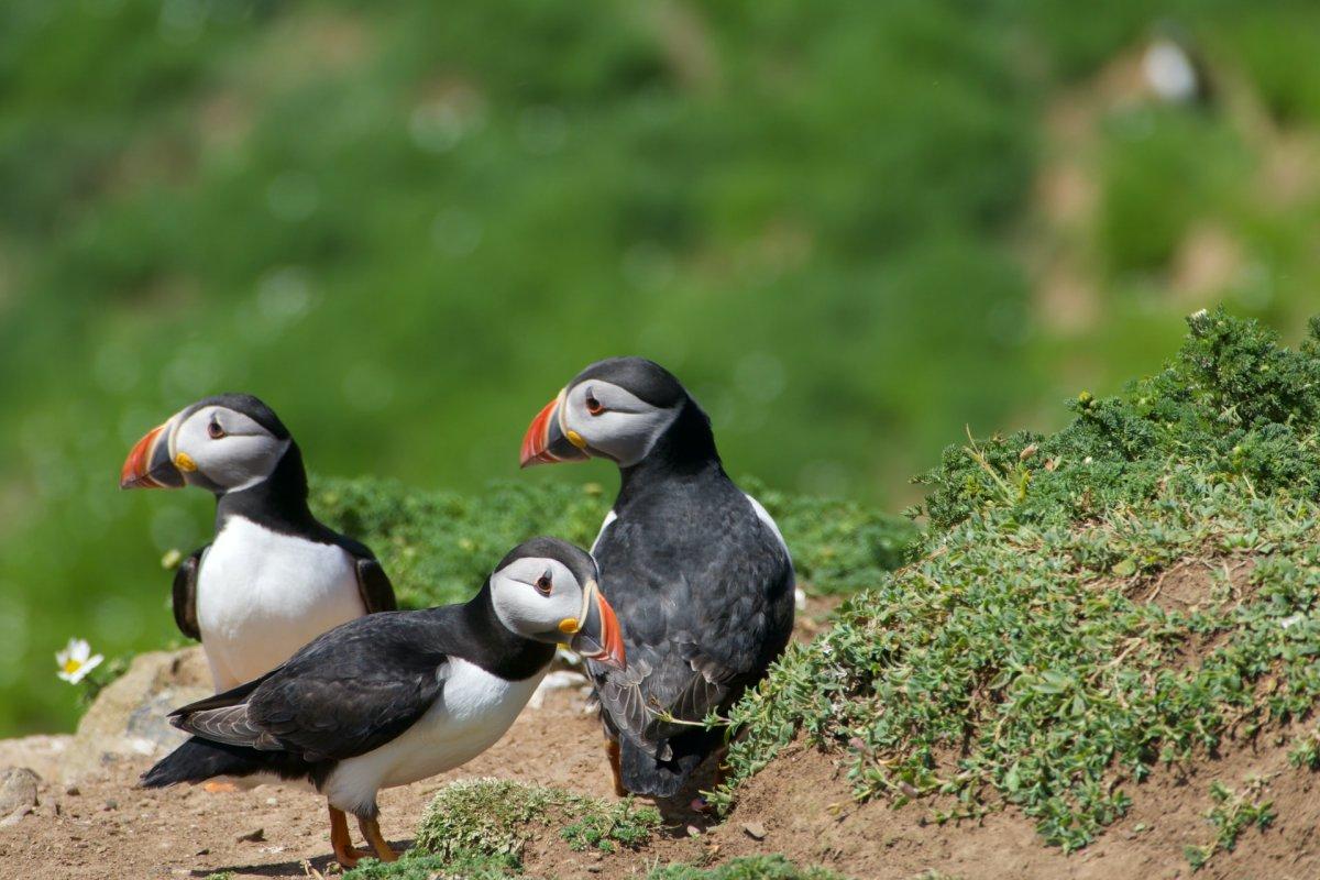 skomer island