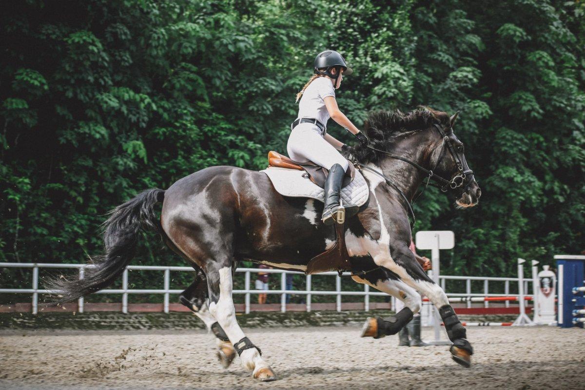 equestrian is a popular dutch sport