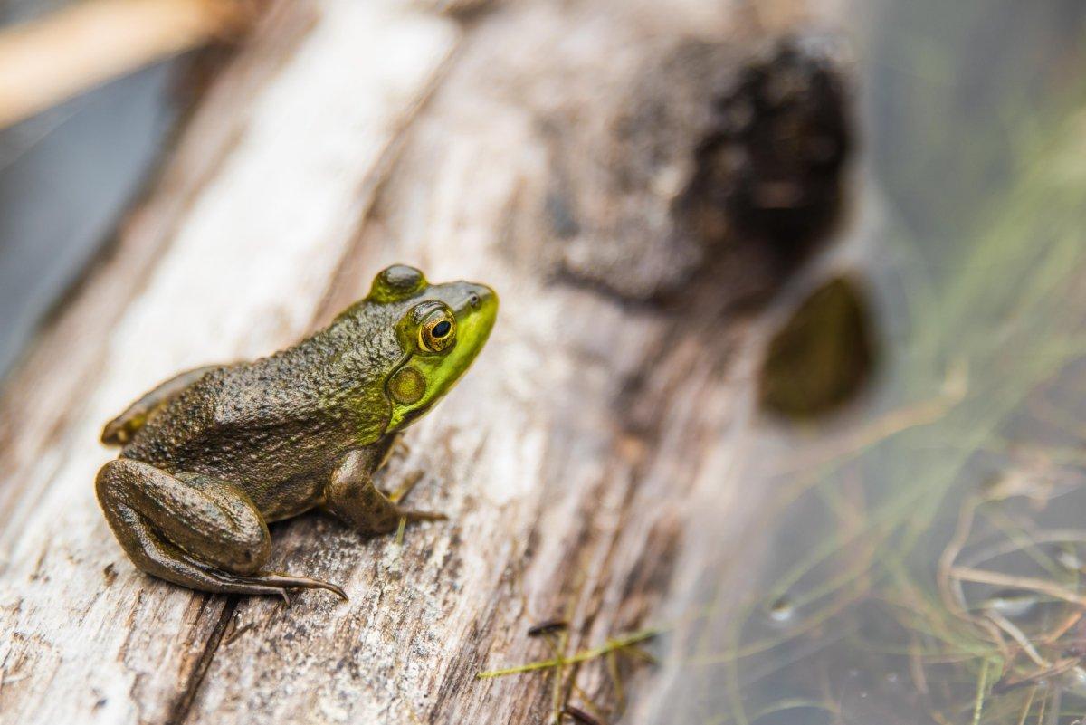 albanian water frog