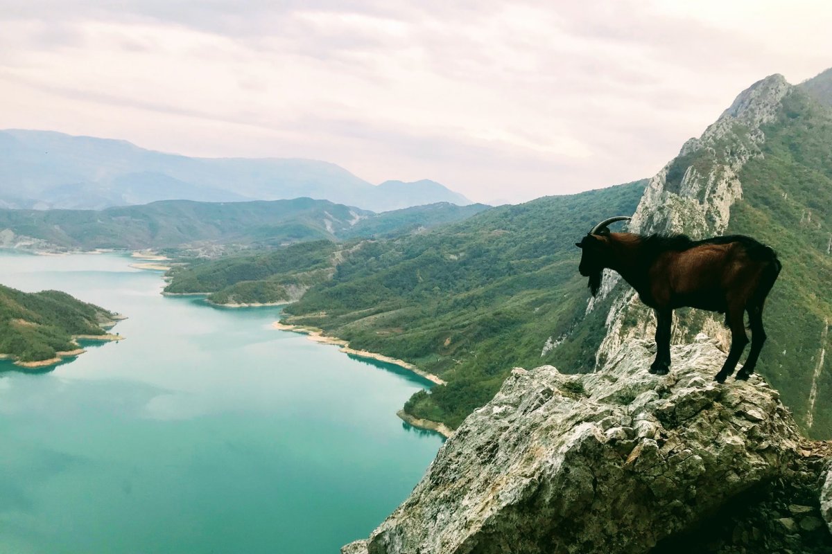 12 Wild Animals in Albania [Wildlife in Albania]
