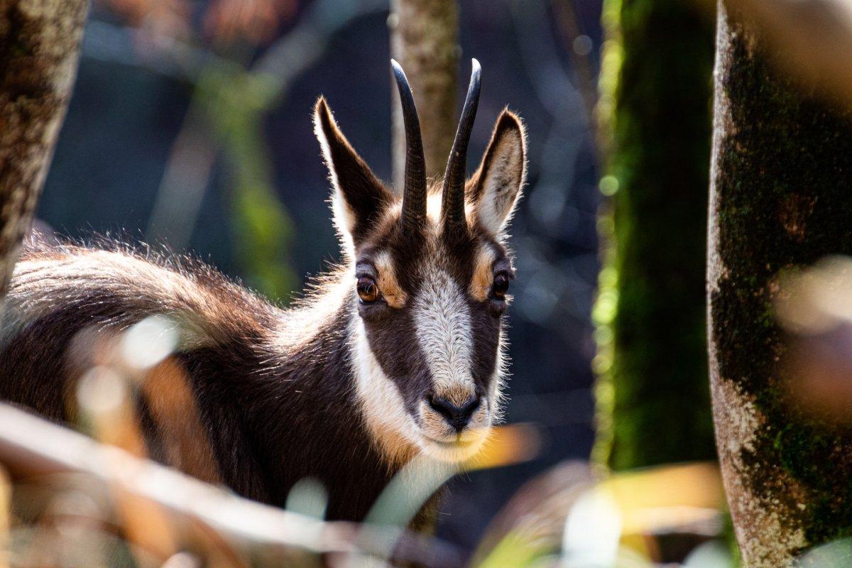 chamois are popular albanian animals