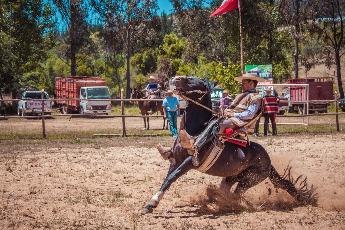 chilean rodeo is the national sport of chile
