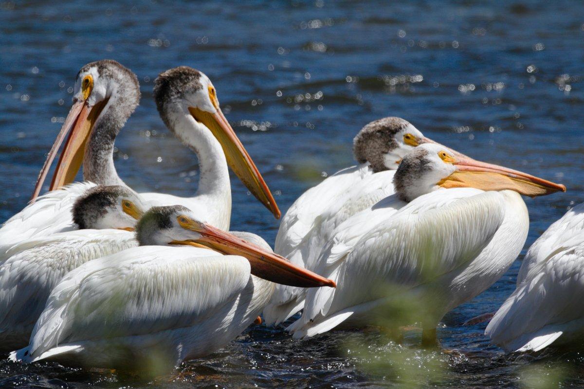 dalmatian pelicans are part of the albania wildlife
