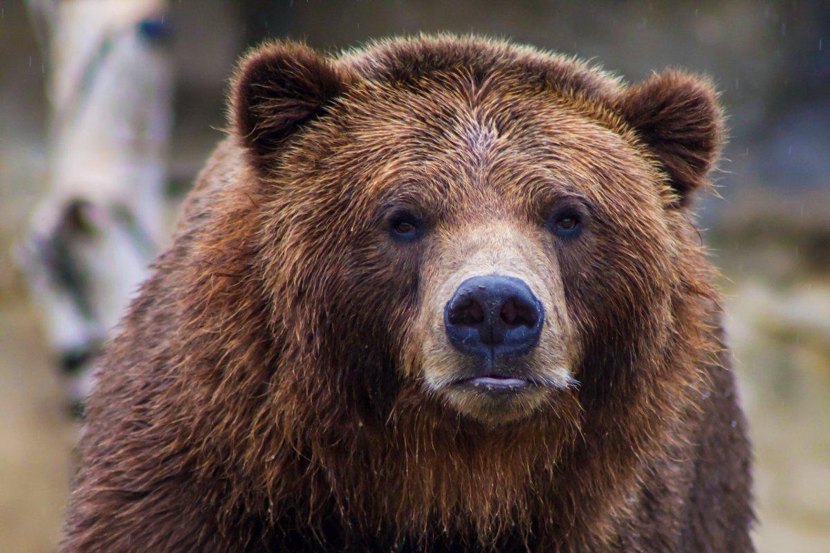 eurasian brown bear