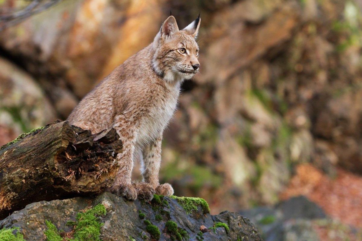 eurasian lynx is one of the endangered animals in albania