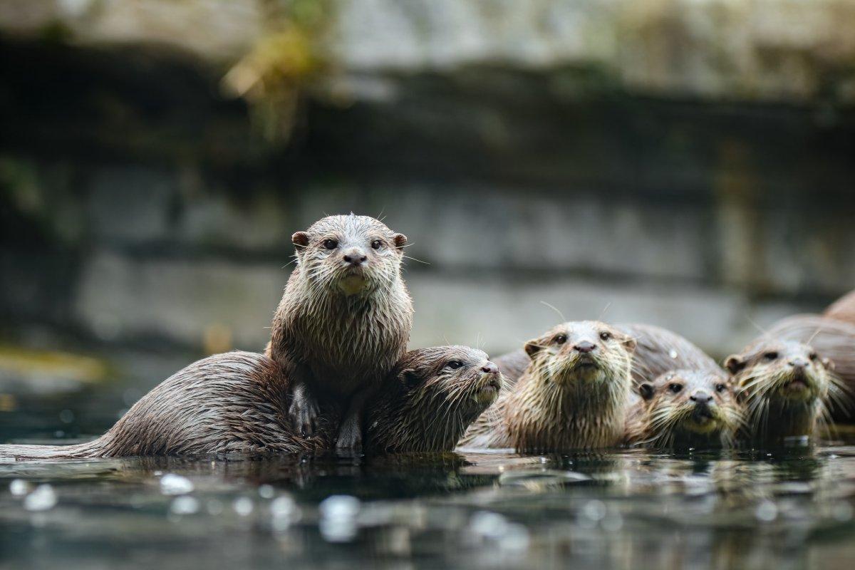 eurasian otter is one of the animals found in sweden