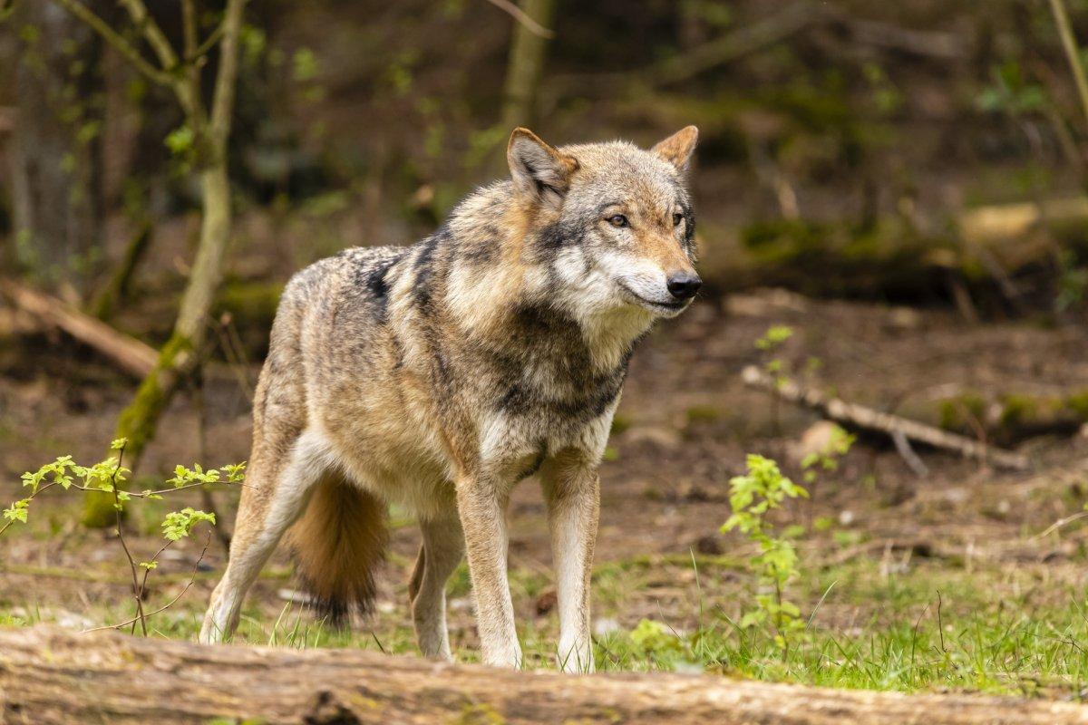 eurasian wolf in wild nature