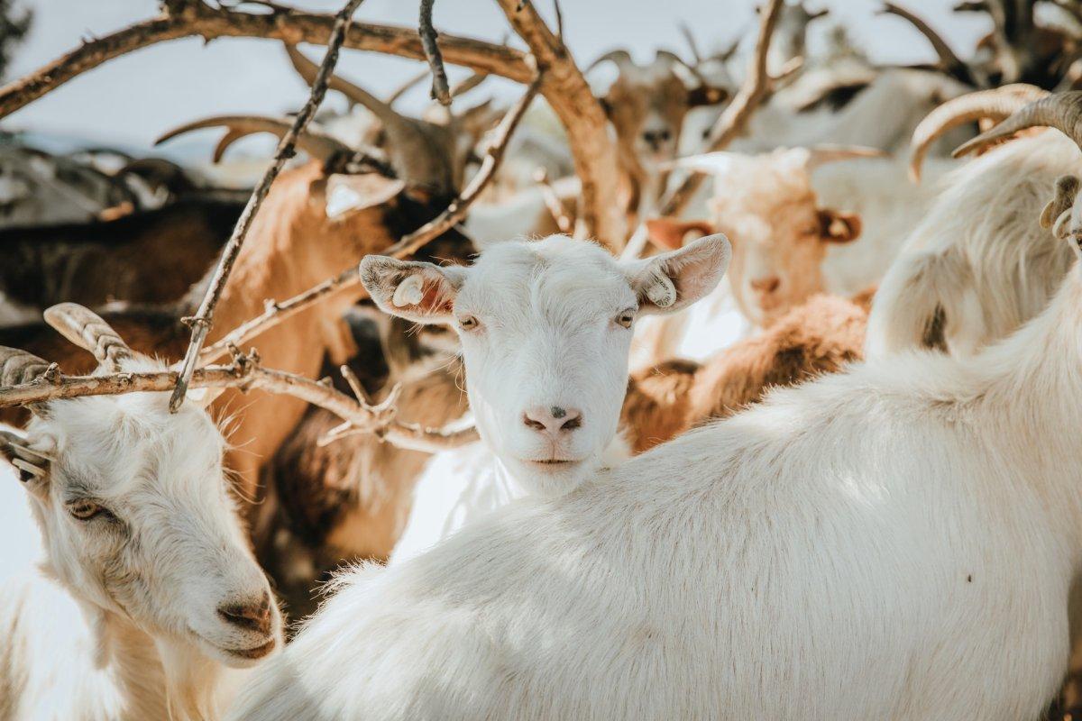 goat are numerous in albania
