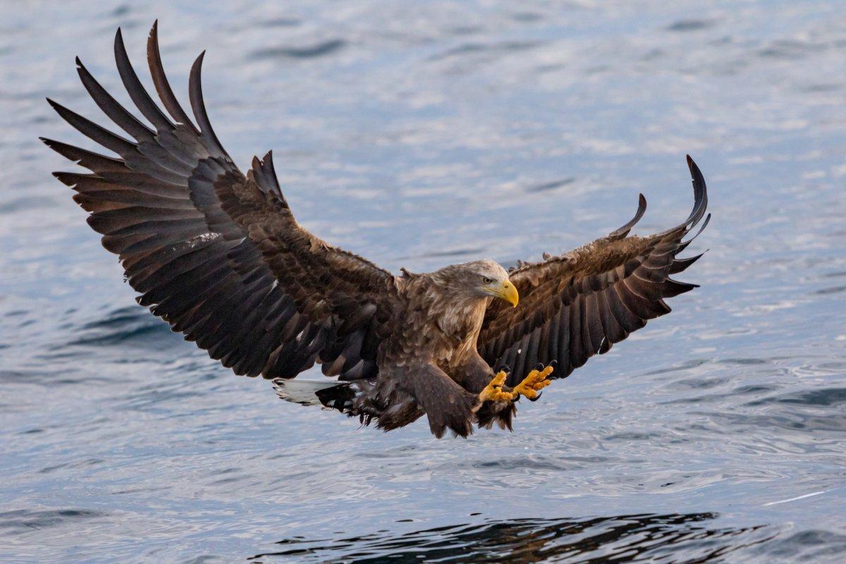 golden eagle is one of the animals native to great britain