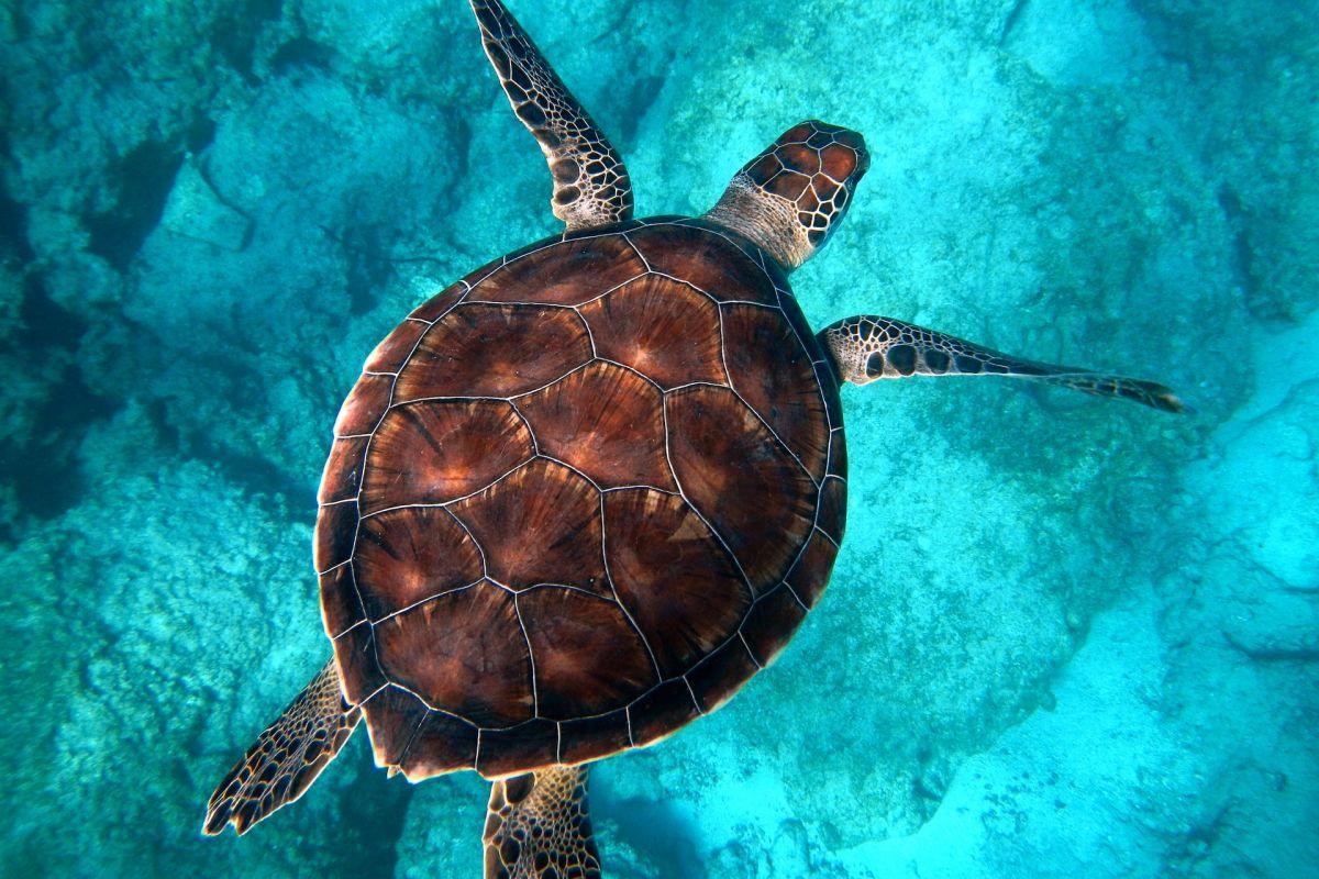 green sea turtle