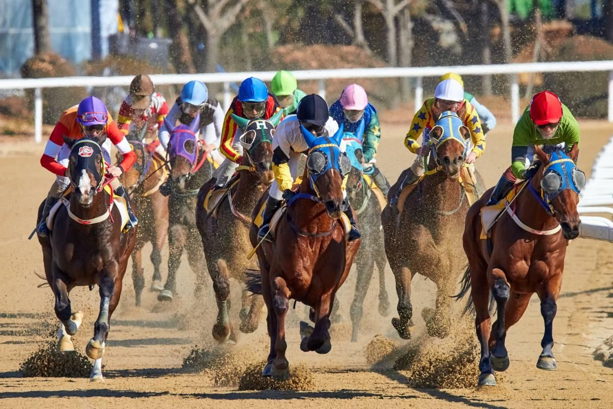 horse racing is a most popular sport in panama