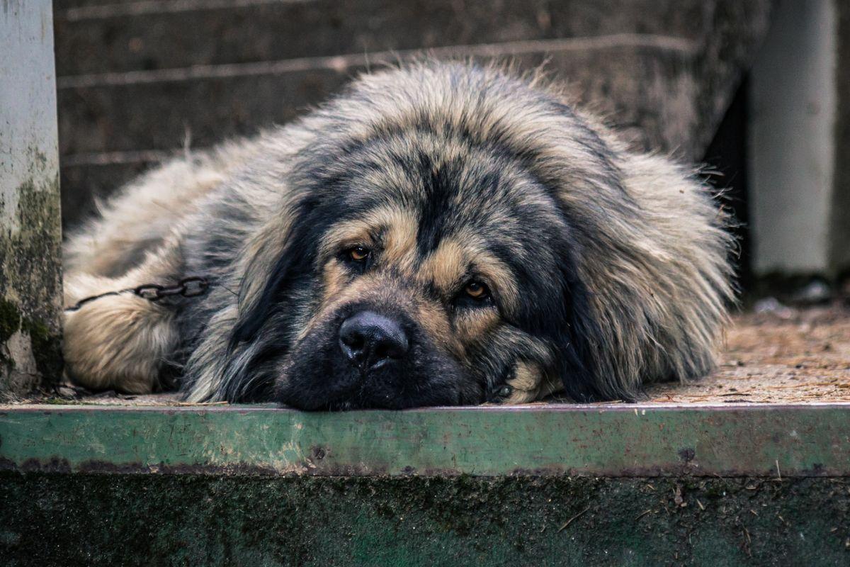 illyrian shepherd dog