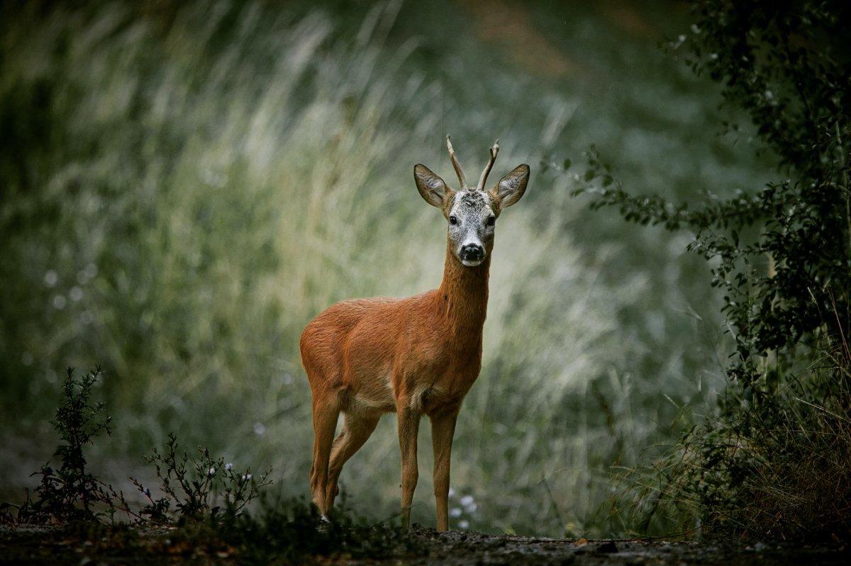 roe deer is one of the wild animals in albania