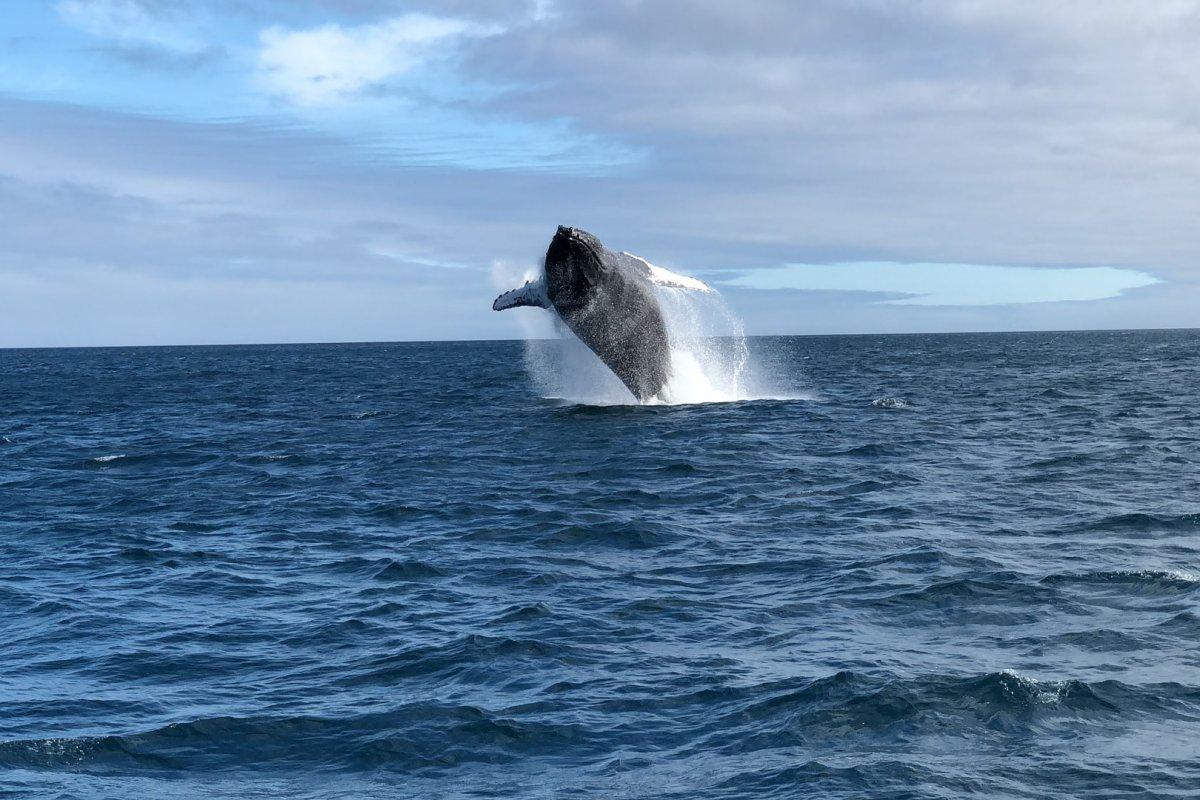sperm whale is one of the animals on mauritius island