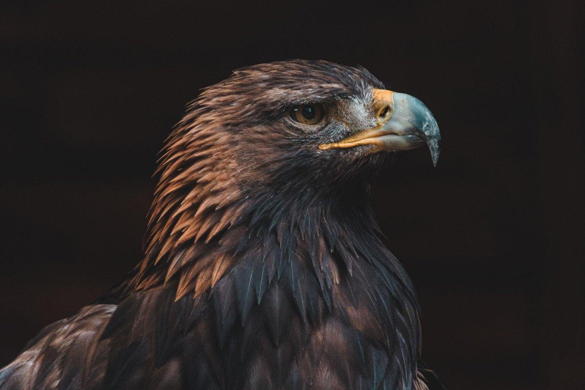 the eagle is the national animal of albania