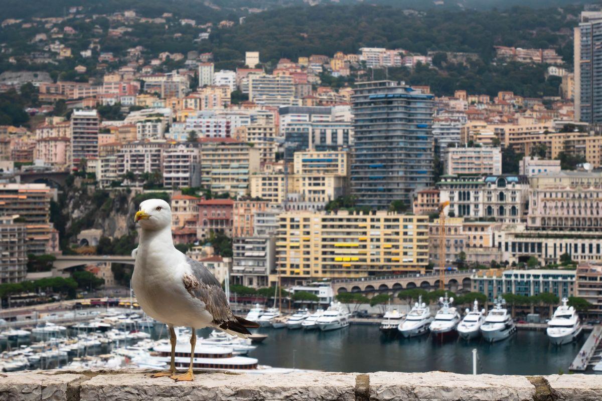 10 Wild Animals in Monaco [Wildlife in Monaco]