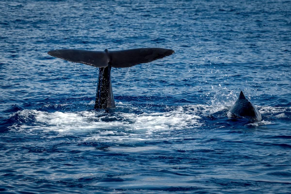 11 Wild Animals in Dominica [Wildlife in Dominica]