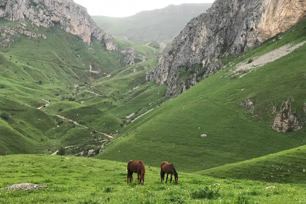 12 Wild Animals in Armenia [Wildlife in Armenia]