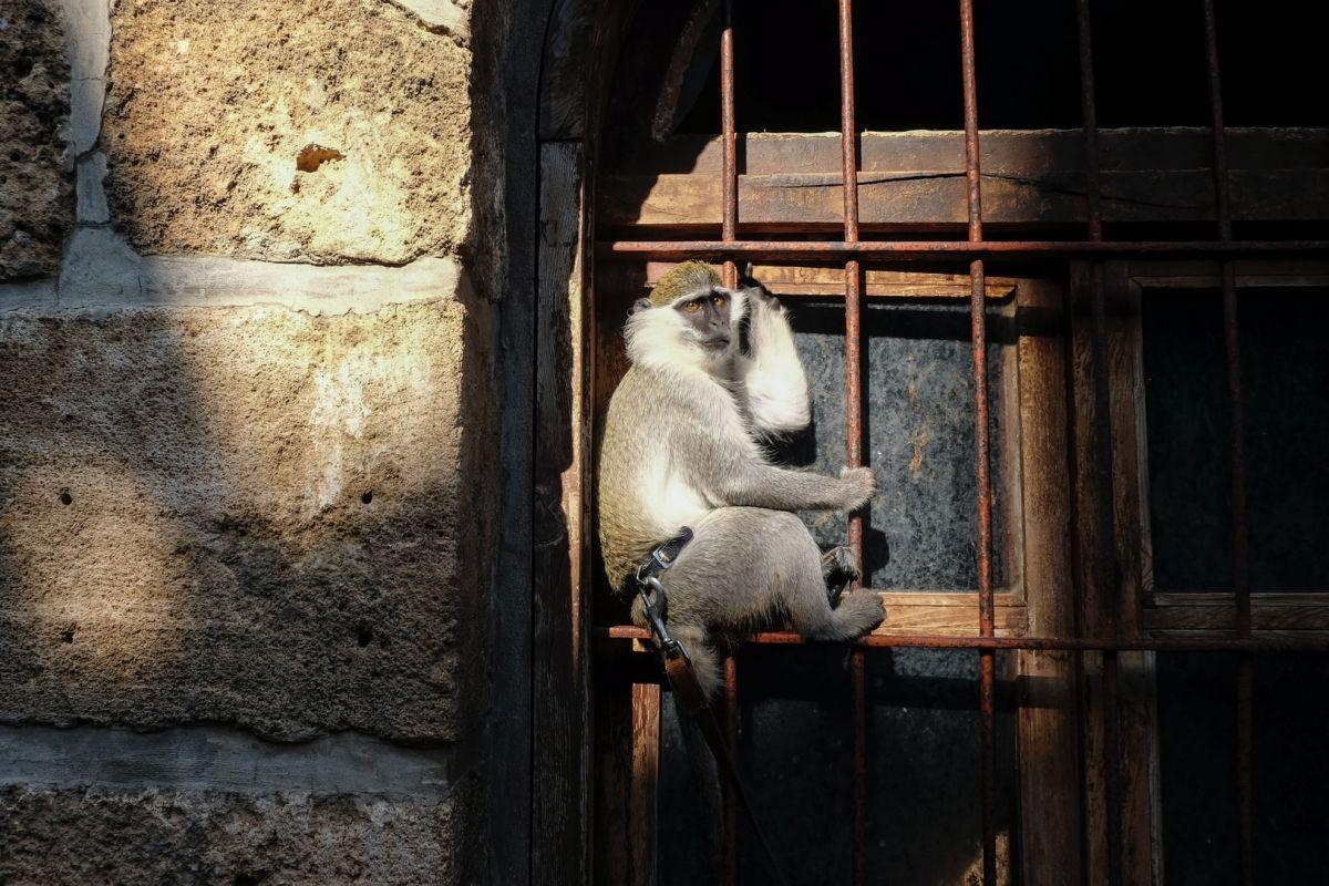 12 Wild Animals in Lebanon [Wildlife in Lebanon]