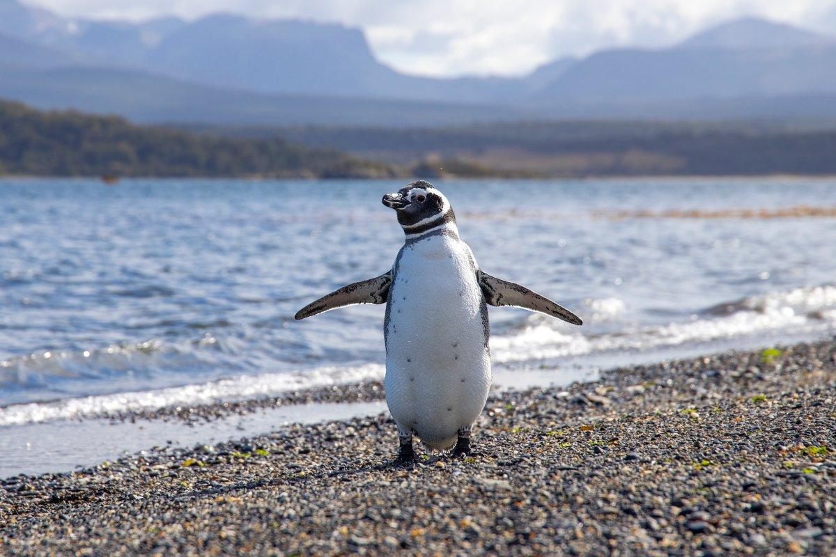 14 Wild Animals in Argentina [Wildlife in Argentina]