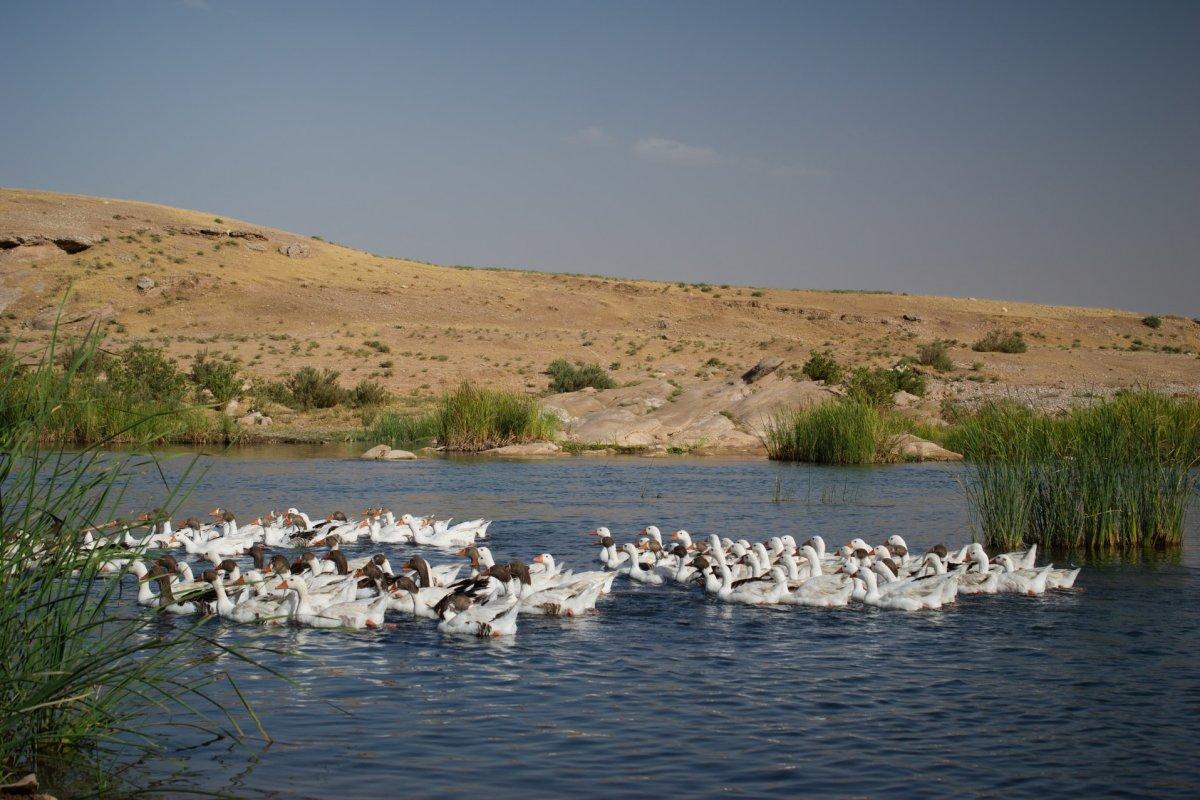 15 Wild Animals in Iraq [Wildlife in Iraq]