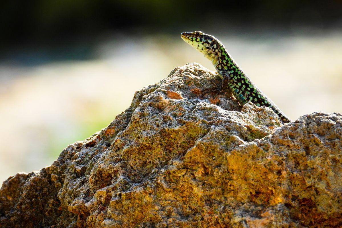 15 Wild Animals in Malta [Wildlife in Malta]