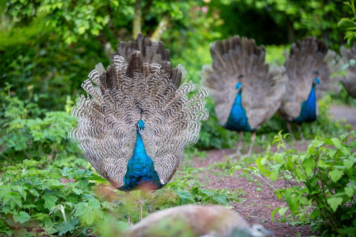 16 Wild Animals in Belgium [Wildlife in Belgium]