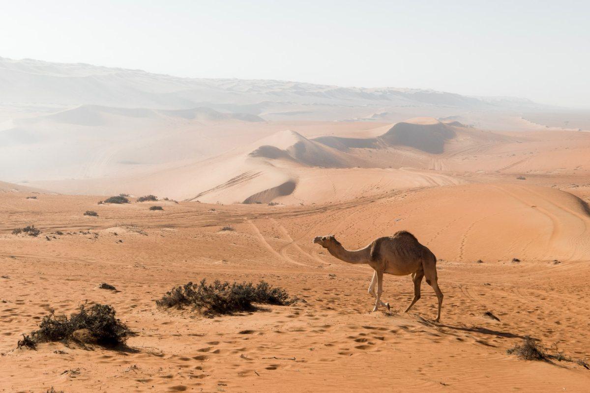 16 Wild Animals in Oman [Wildlife in Oman]