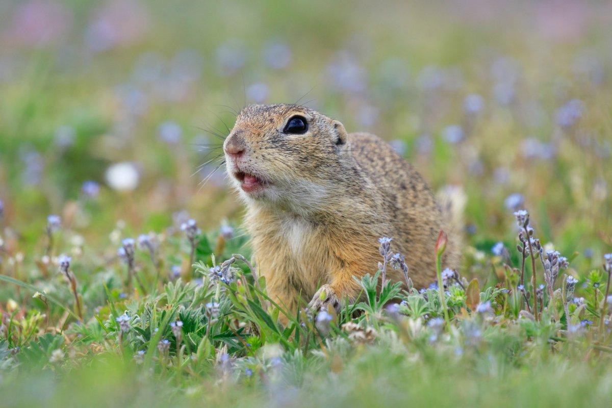 18 Wild Animals in Czech Republic [Wildlife in Czech Republic]