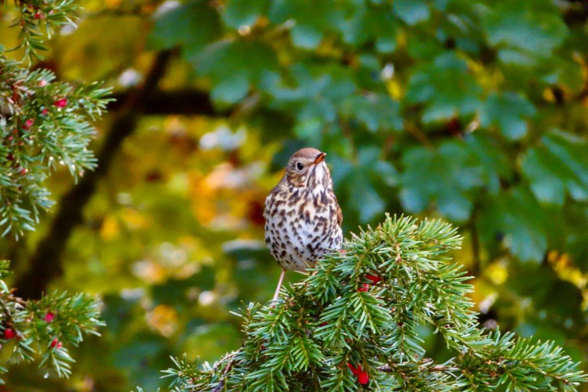 18 Wild Animals in Luxembourg [Wildlife in Luxembourg]