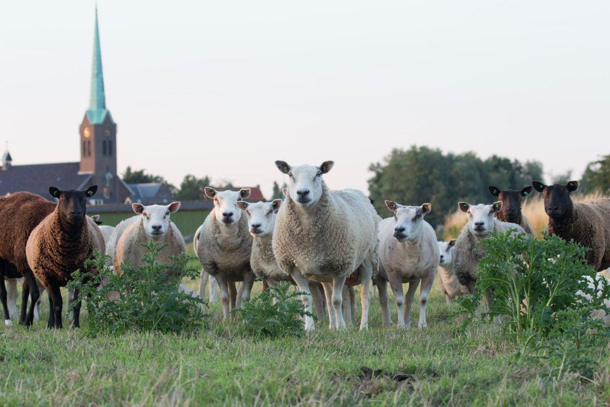 18 Wild Animals in the Netherlands [Wildlife in the Netherlands]