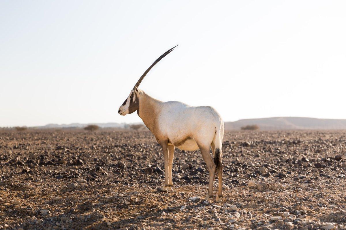 19 Wild Animals in Israel [Wildlife in Israel]