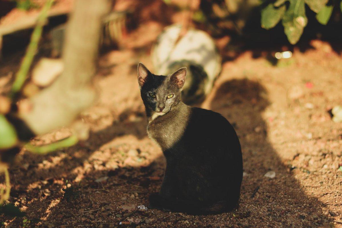 19 Wild Animals in Palestine [Wildlife in Palestine]