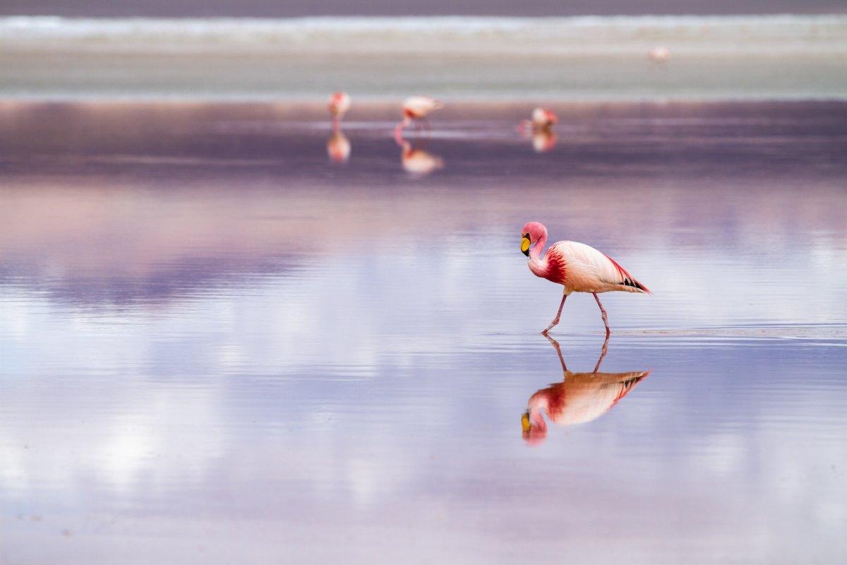 21 Wild Animals in Bolivia [Wildlife in Bolivia]