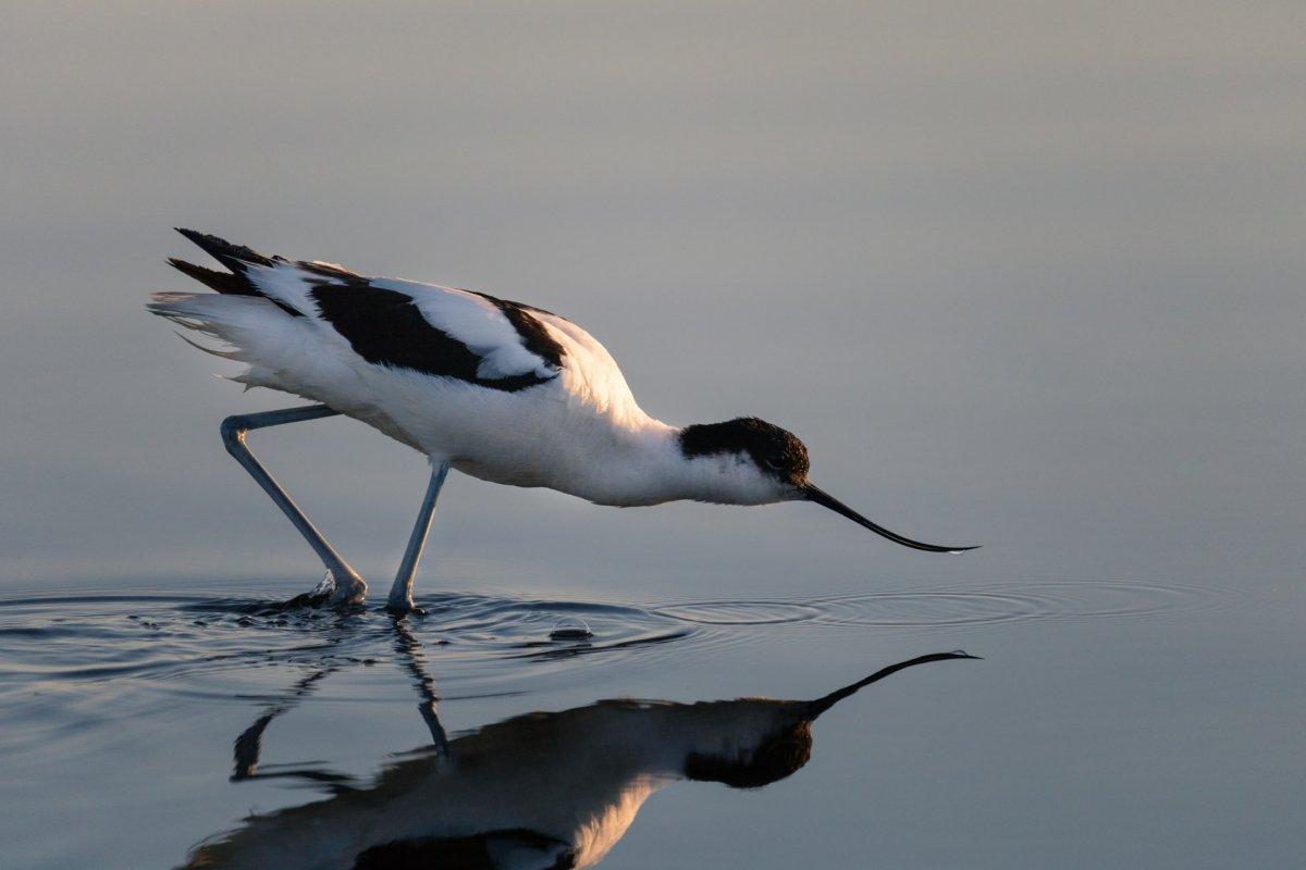 21 Wild Animals in Bulgaria [Wildlife in Bulgaria]