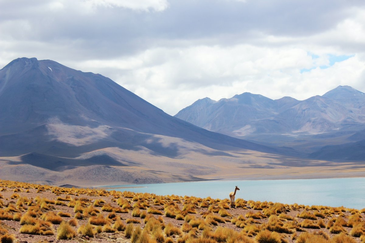 21 Wild Animals in Chile [Wildlife in Chile]