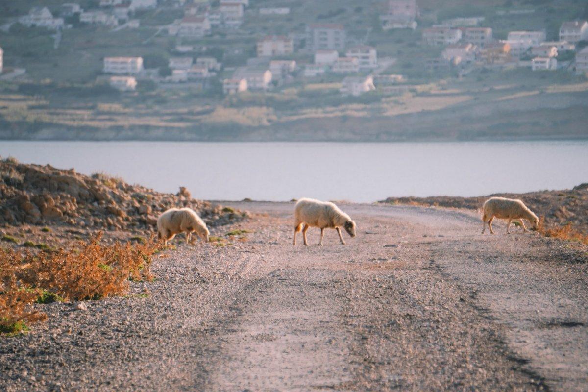 21 Wild Animals in Croatia [Wildlife in Croatia]