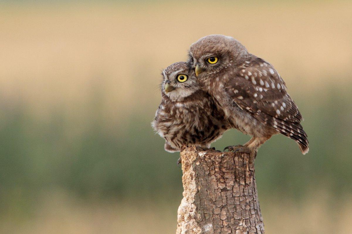 21 Wild Animals in Hungary [Wildlife in Hungary]