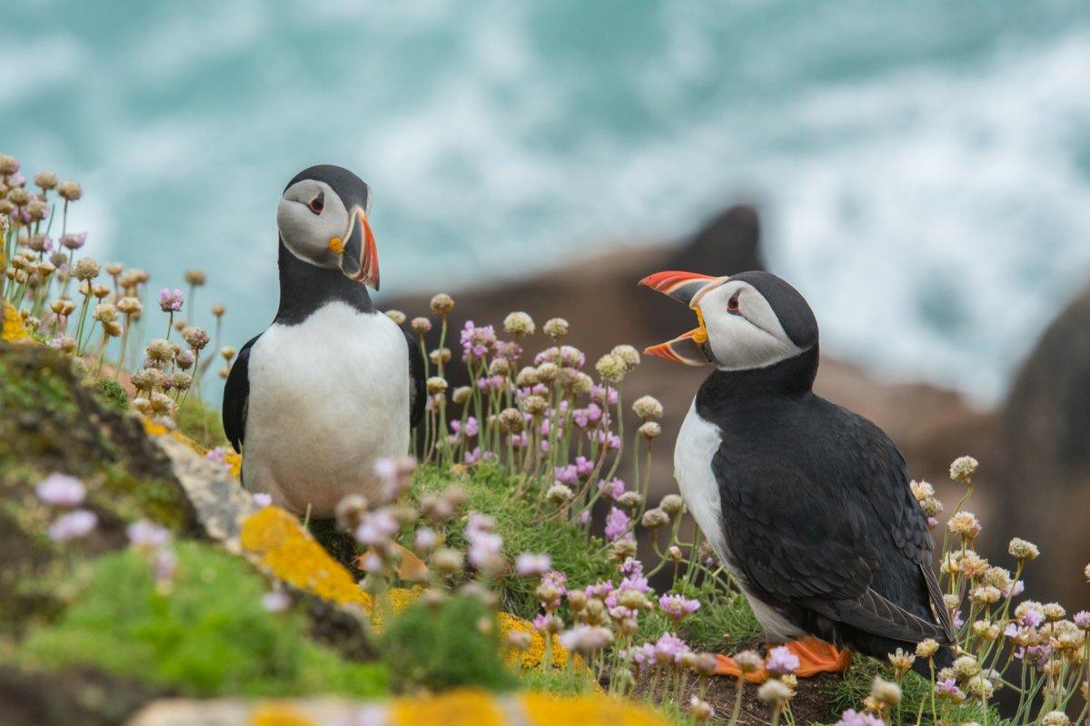 21 Wild Animals in Ireland [Wildlife in Ireland]