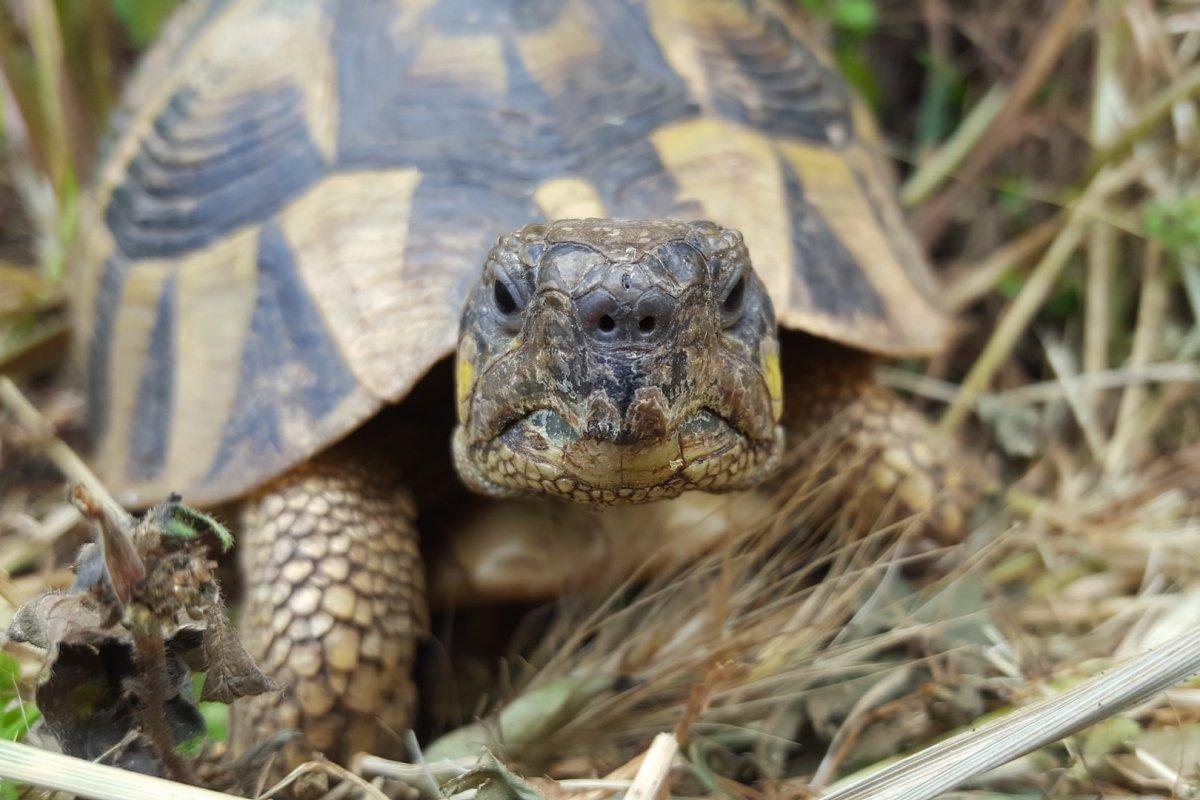 21 Wild Animals in Montenegro [Wildlife in Montenegro]