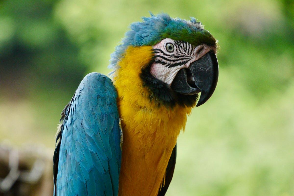 21 Wild Animals in The Dominican Republic [Wildlife in The Dominican Republic]