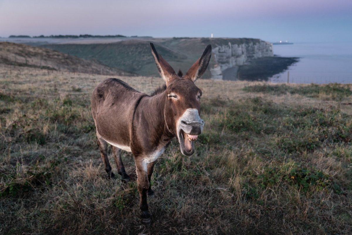 27 Wild Animals in France [Wildlife in France]