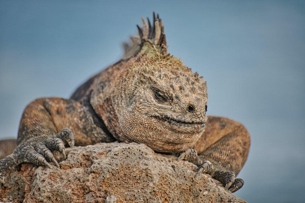 33 Wild Animals in Ecuador [Wildlife in Ecuador]