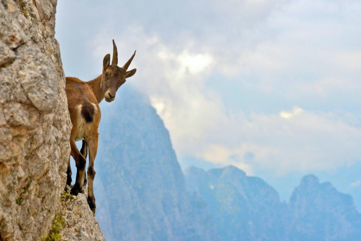 42 Wild Animals in Italy [Wildlife in Italy]