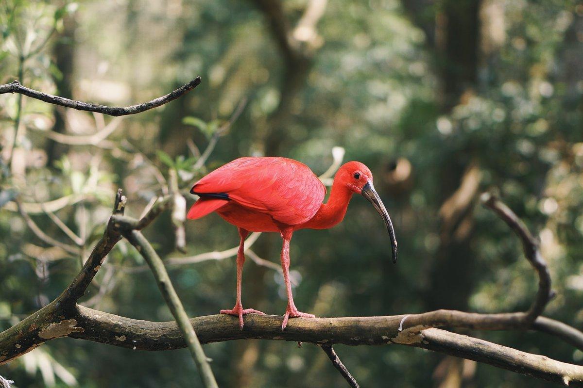 50 Wild Animals in Brazil [Wildlife in Brazil]