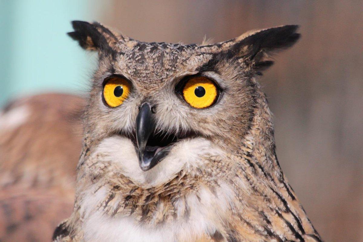 Pharaoh eagle owl